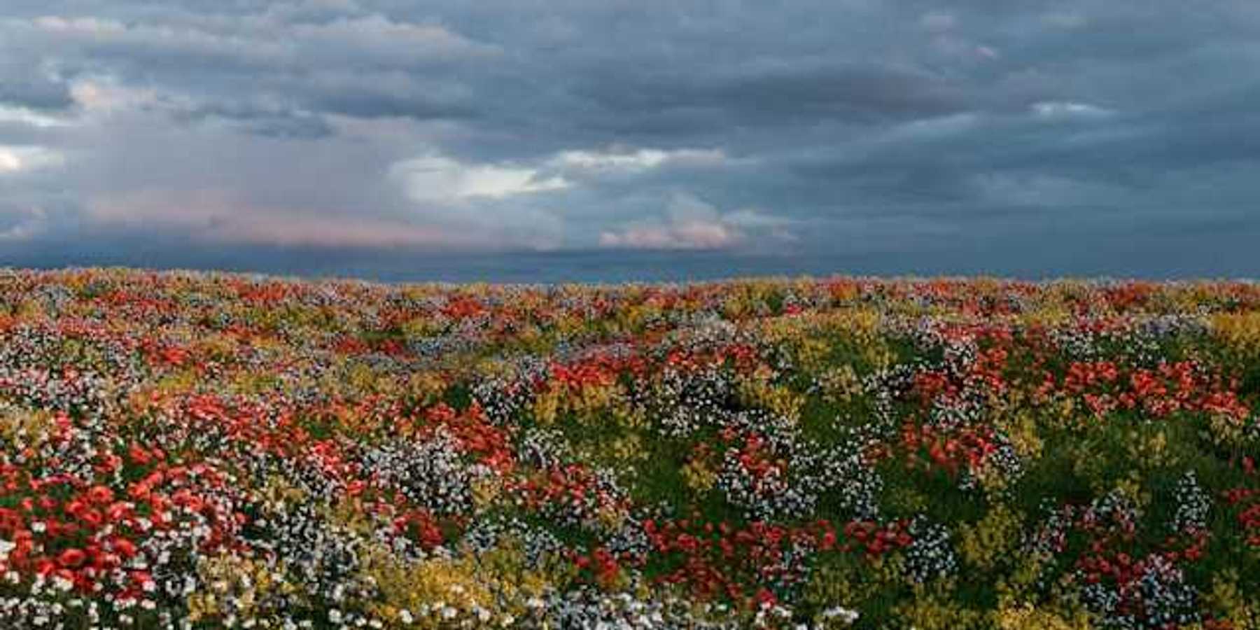 A field of flowers under a cloudy sky