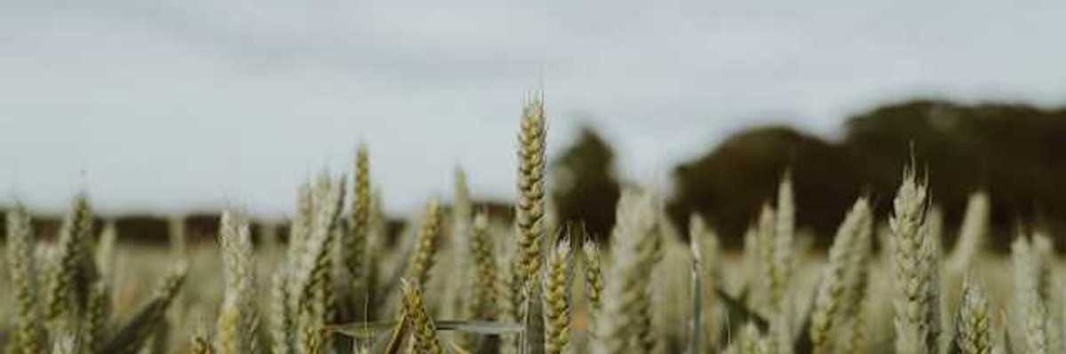 A field of green wheat stalks under a gray sky