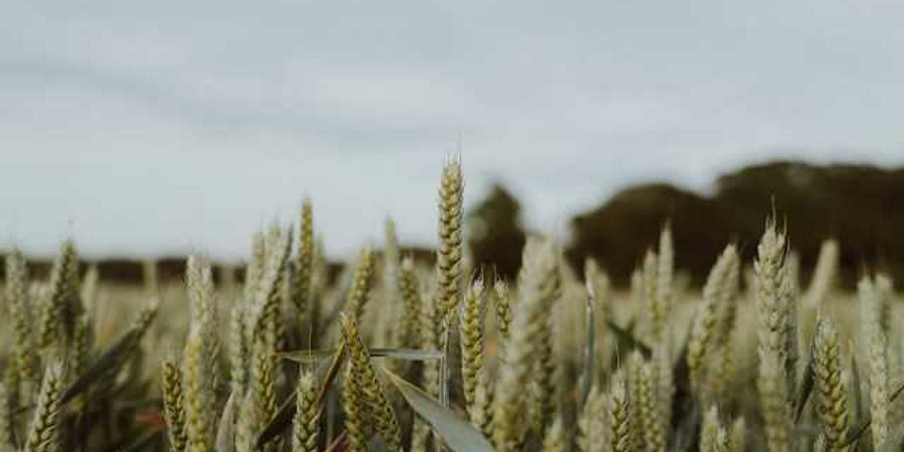 A field of green wheat stalks under a gray sky