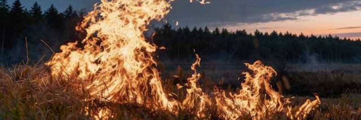 A fire burning at night with a forest in the background