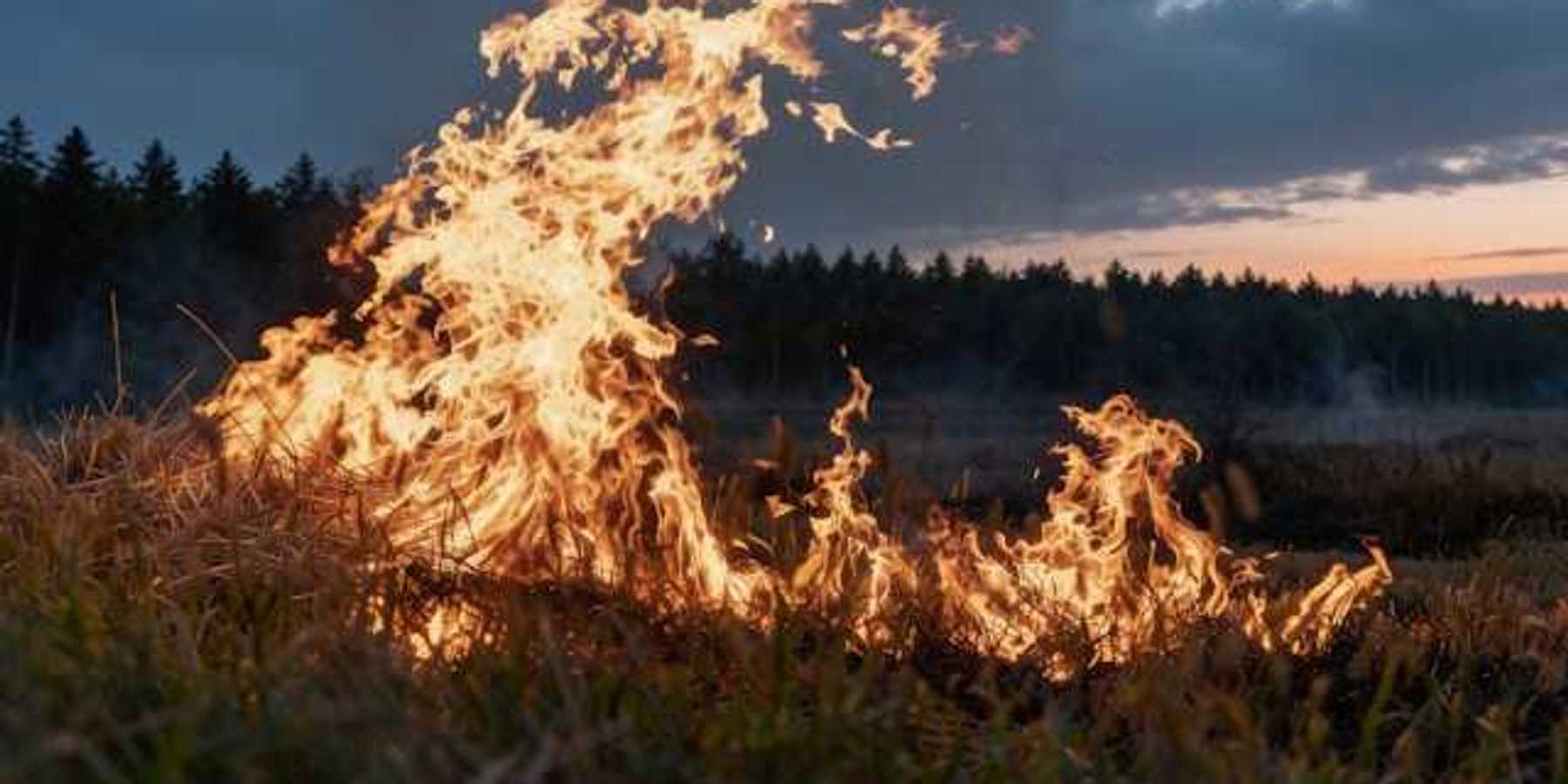 A fire burning at night with a forest in the background