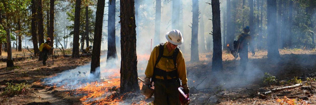 A firefighter walking through a forest setting prescribed burn fires