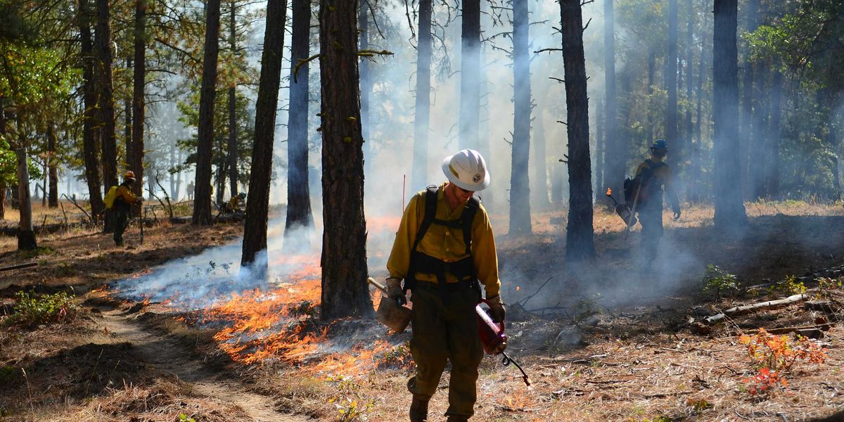 A firefighter walking through a forest setting prescribed burn fires