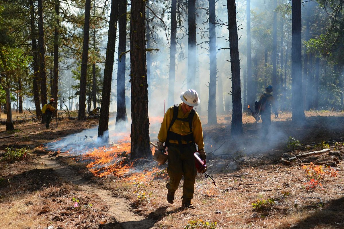 A firefighter walking through a forest setting prescribed burn fires