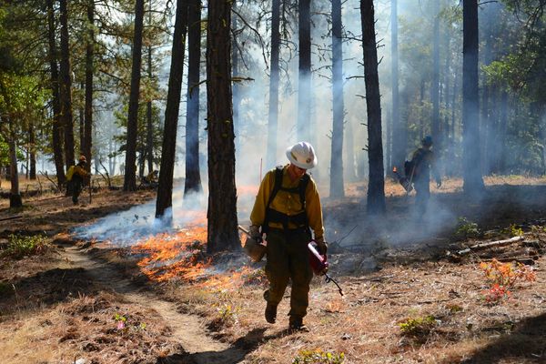 A firefighter walking through a forest setting prescribed burn fires