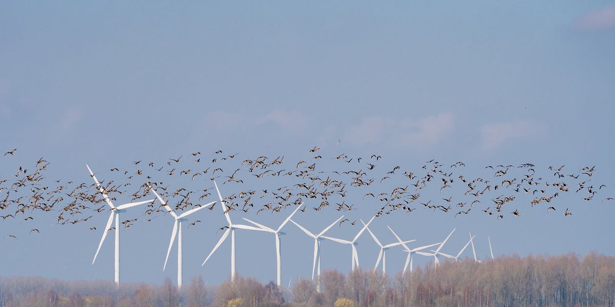 A flock of birds flies over a green field during daytime with trees and giant wind turbines in the background.