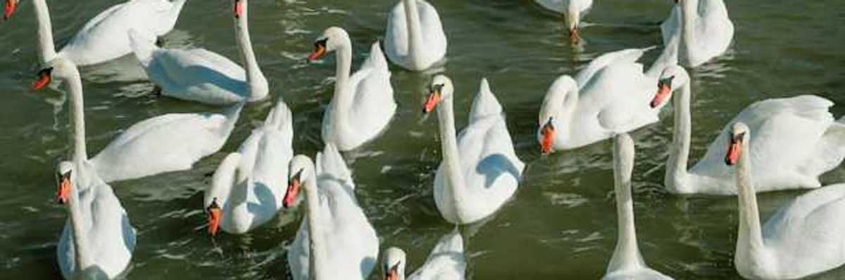 A flock of white swans in the water