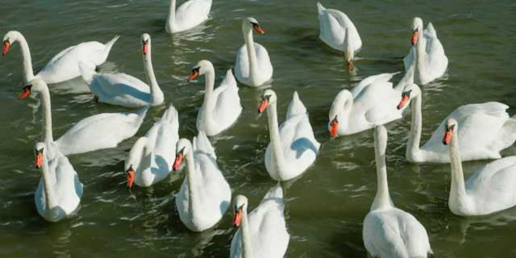 A flock of white swans in the water