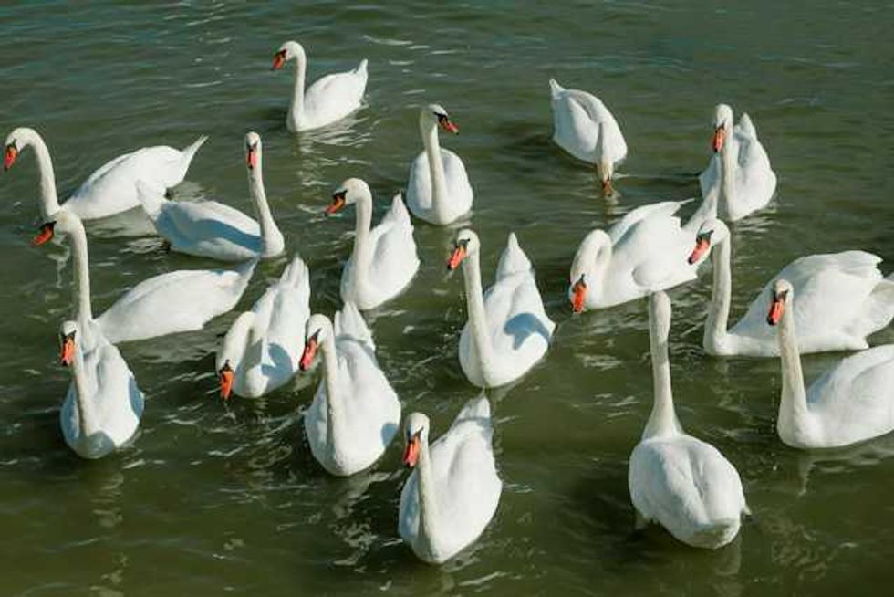 Climate change and farming gave rise to ‘genetically distinct’ Beijing swan goose