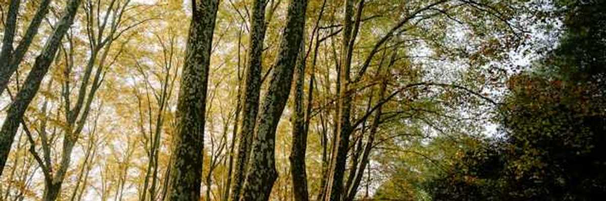 A forest filled with tall trees
