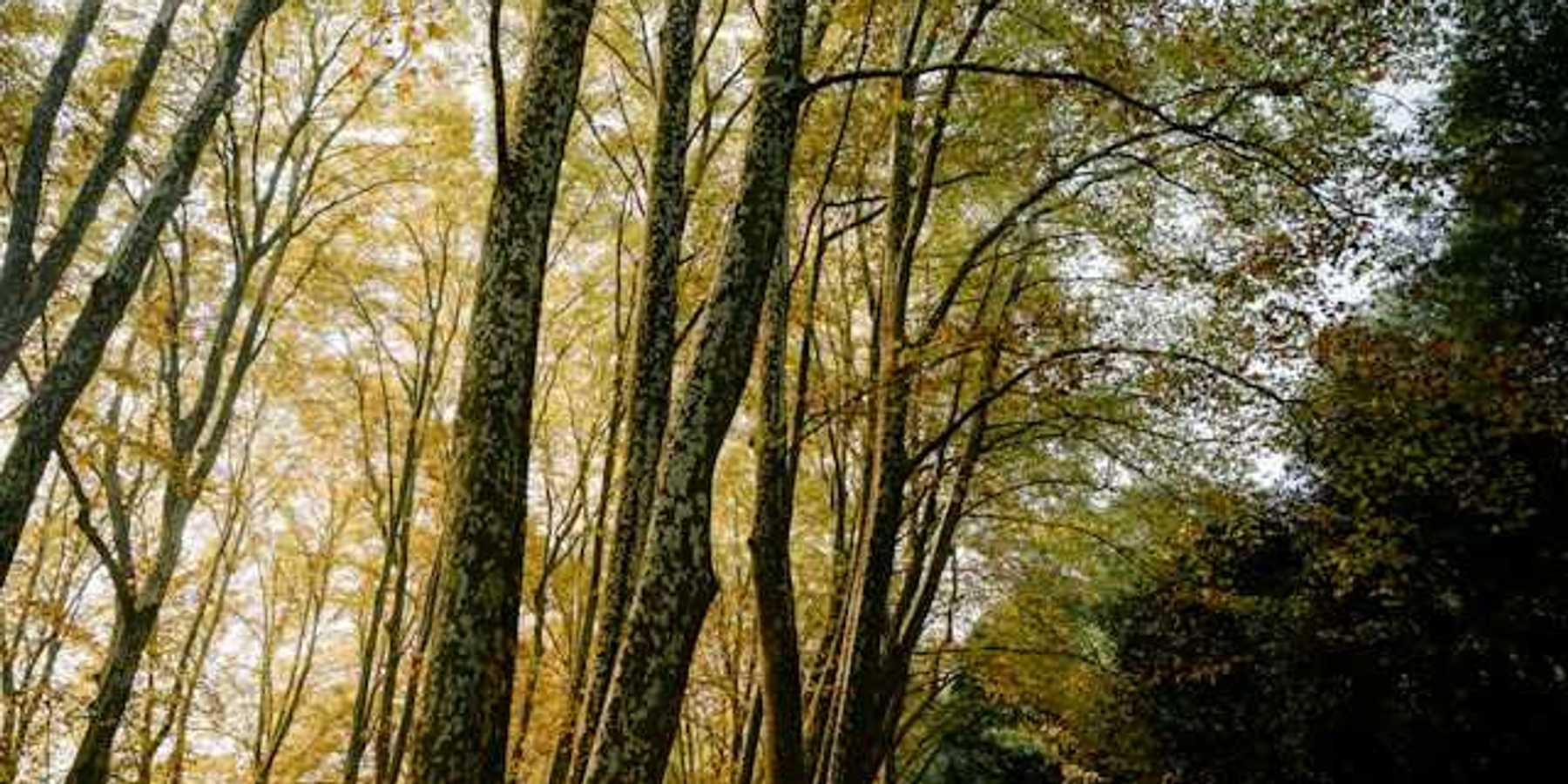 A forest filled with tall trees