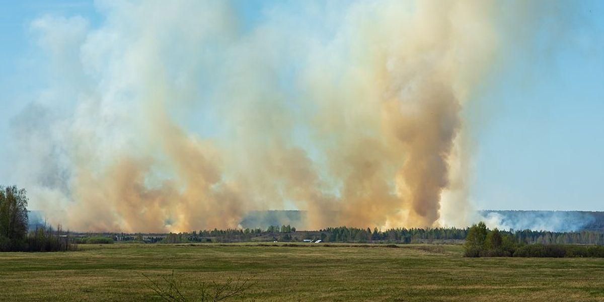 A forest fire with smoke arising from flames.