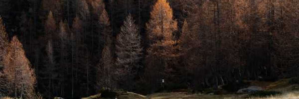 A forest of dry trees with a dry field in the foreground