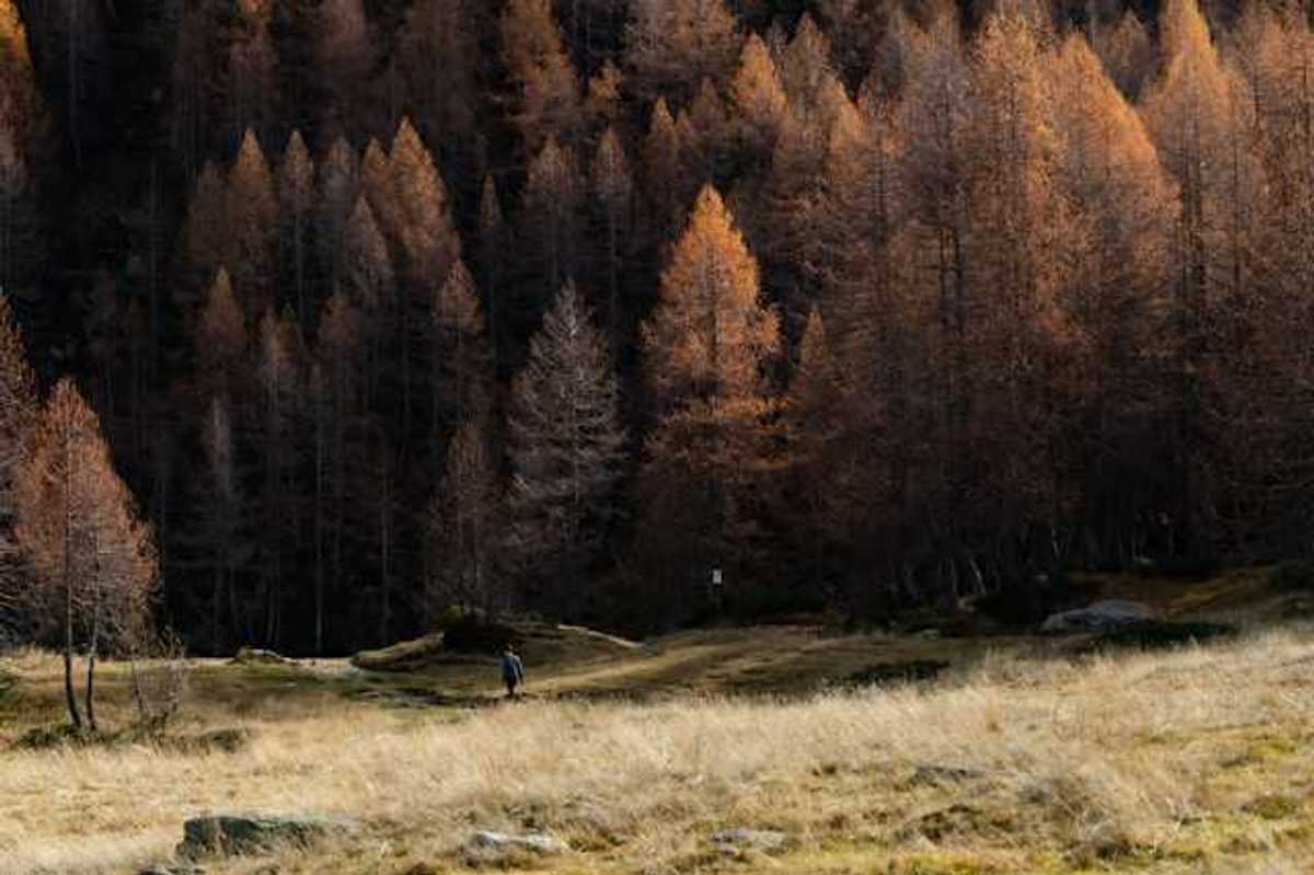 A forest of dry trees with a dry field in the foreground