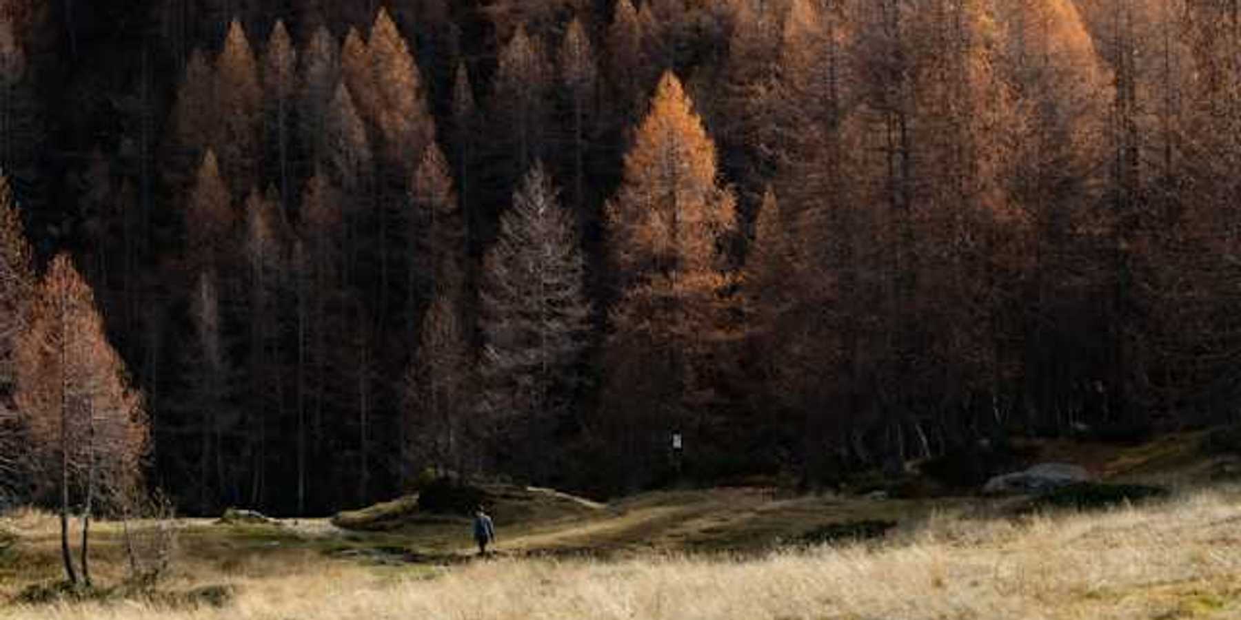 A forest of dry trees with a dry field in the foreground