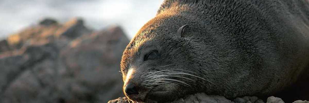 A fur seal lounging on a rock in the sun