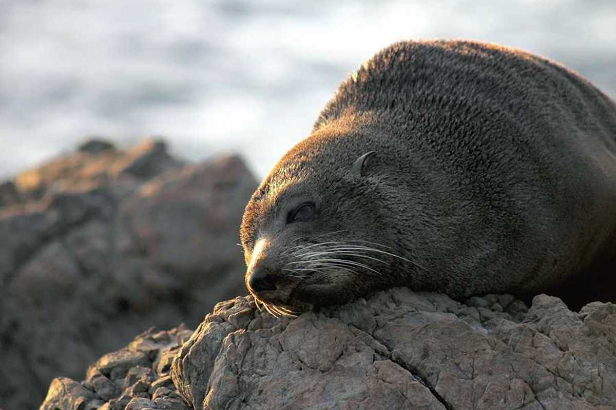 A fur seal lounging on a rock in the sun