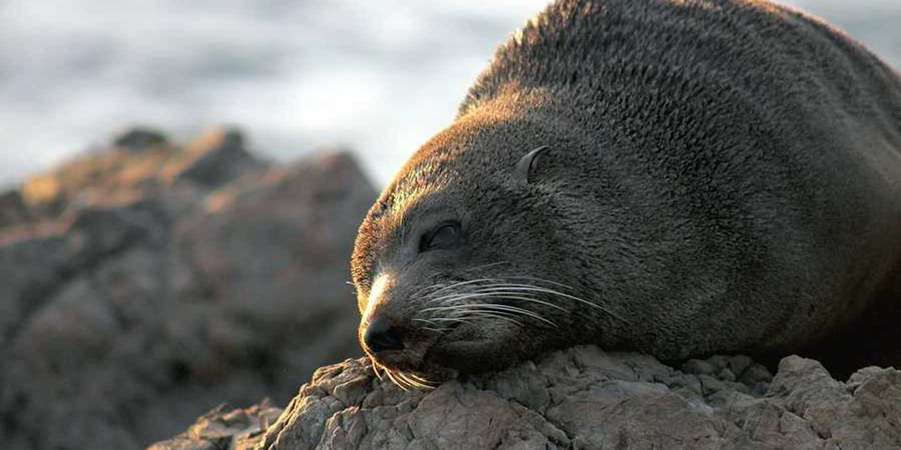 A fur seal lounging on a rock in the sun