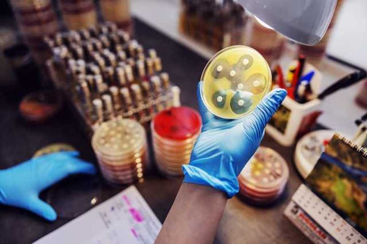 A gloved hand holding a petri dish