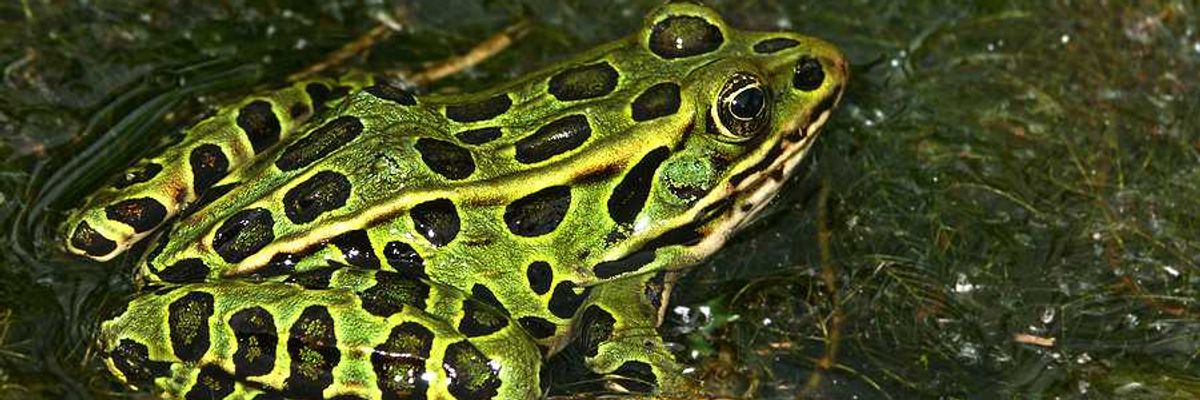 A green and black northern leopard frog sitting in water