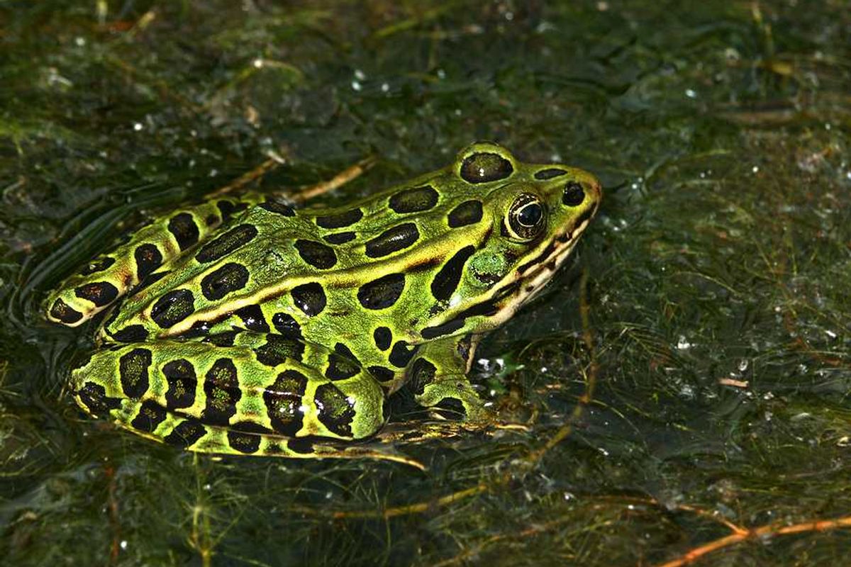 A green and black northern leopard frog sitting in water
