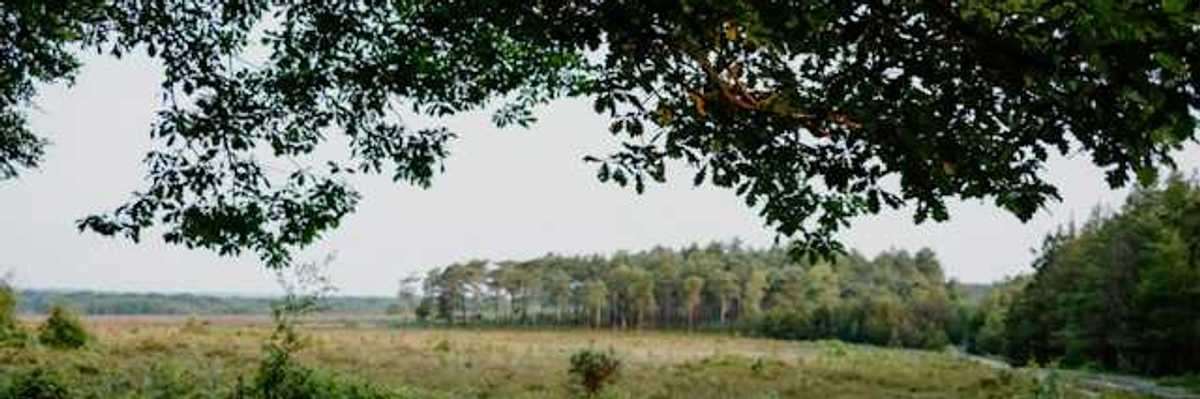 A green peatland area with trees in the background