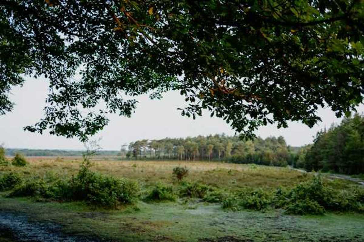 A green peatland area with trees in the background