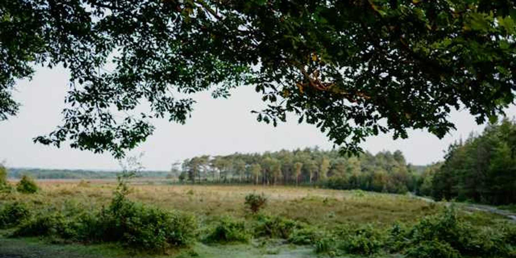 A green peatland area with trees in the background