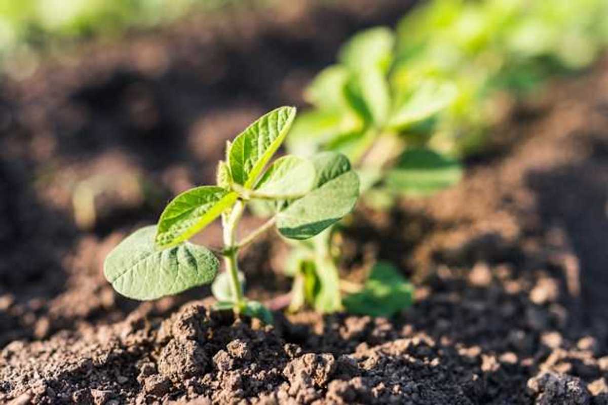 A green plant in a row of crops