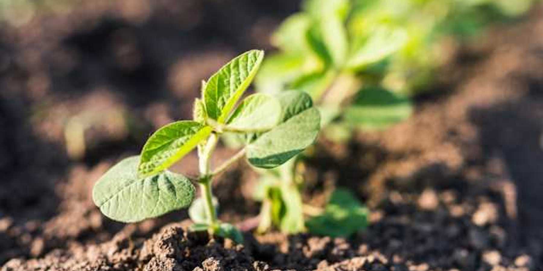 A green plant in a row of crops