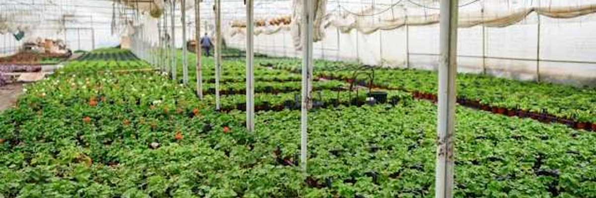 A greenhouse with rows of potted plants