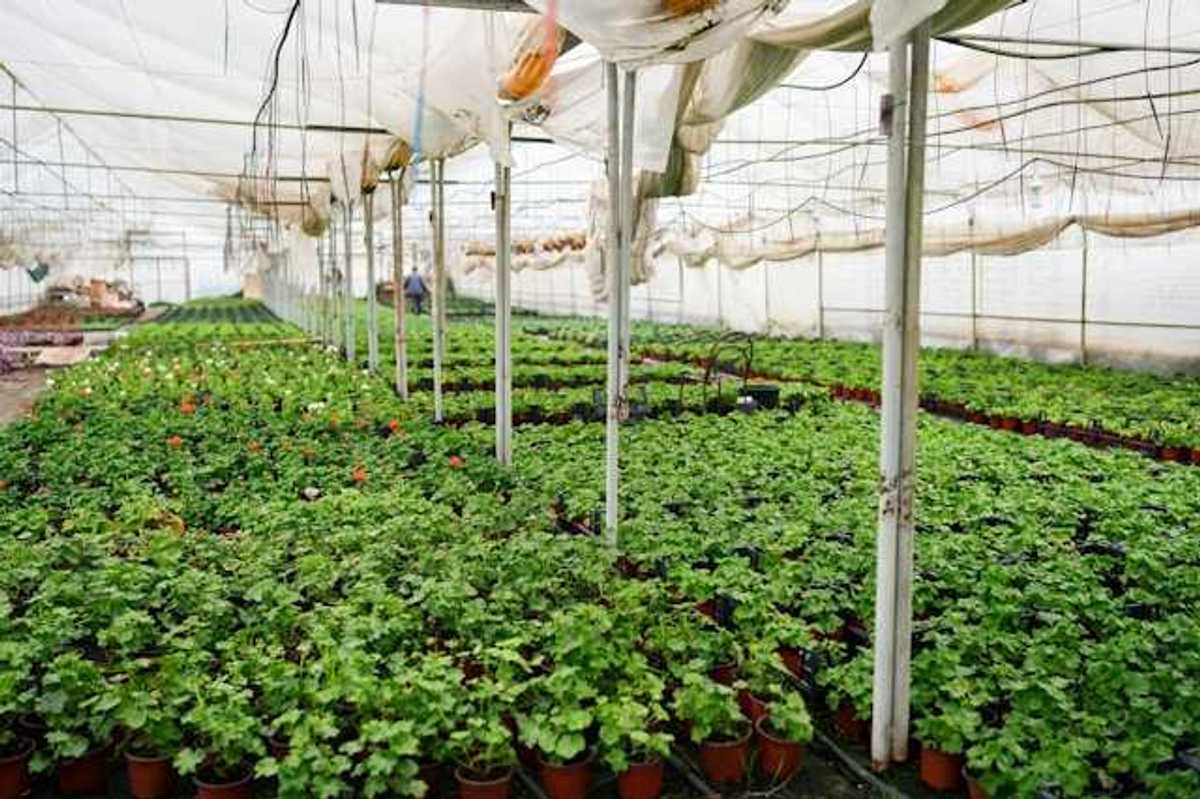 A greenhouse with rows of potted plants