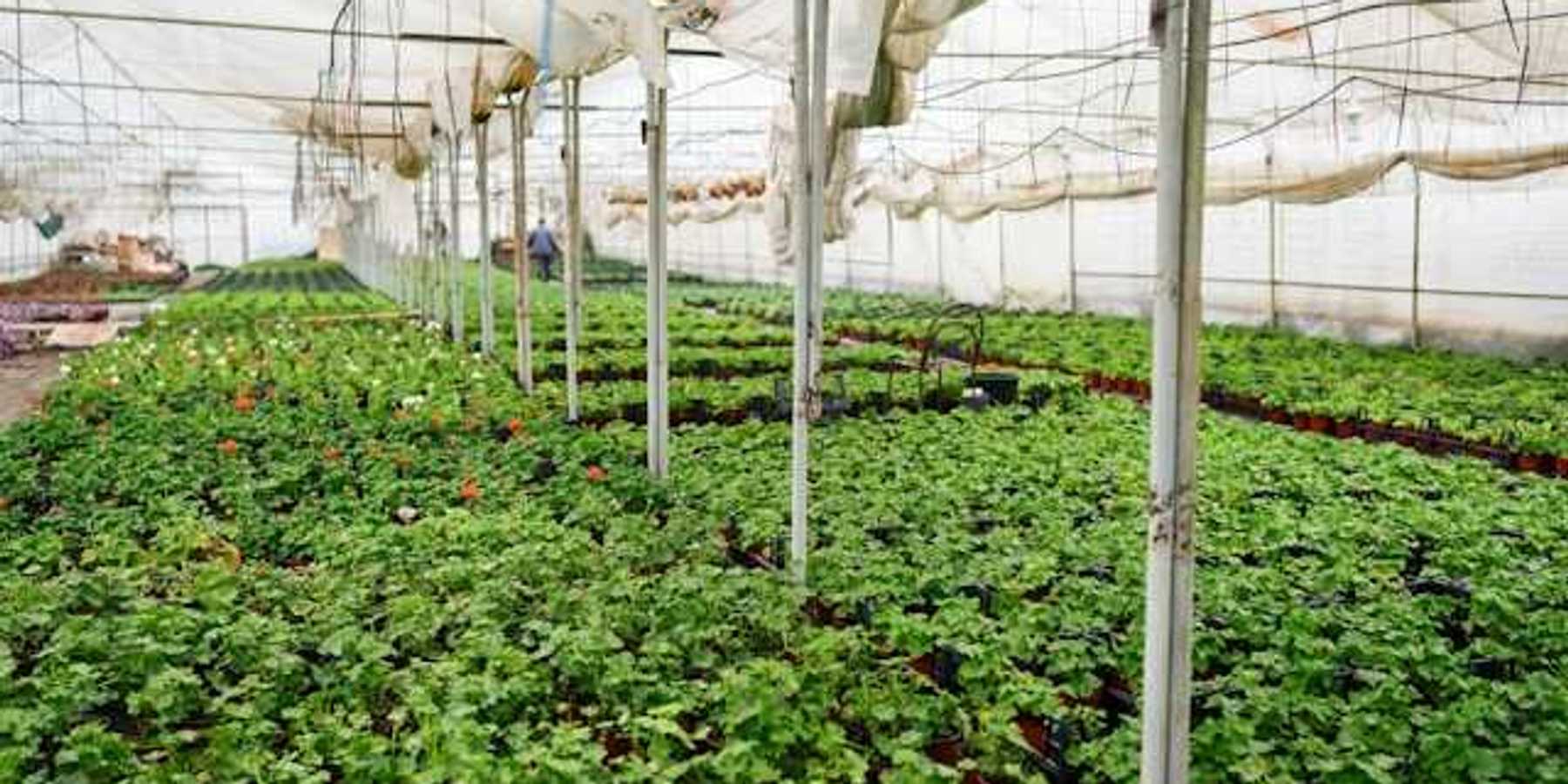 A greenhouse with rows of potted plants