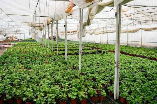 A greenhouse with rows of potted plants