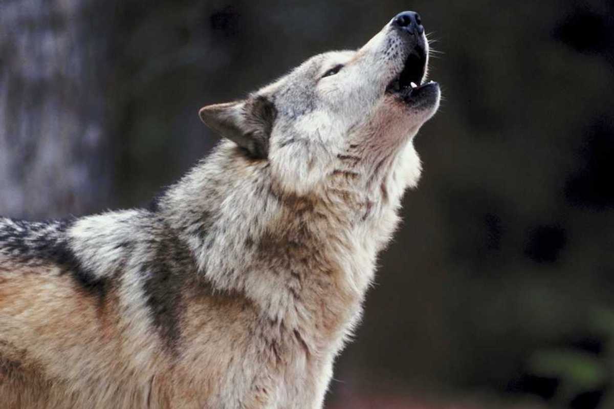 A grey wolf vocalizing