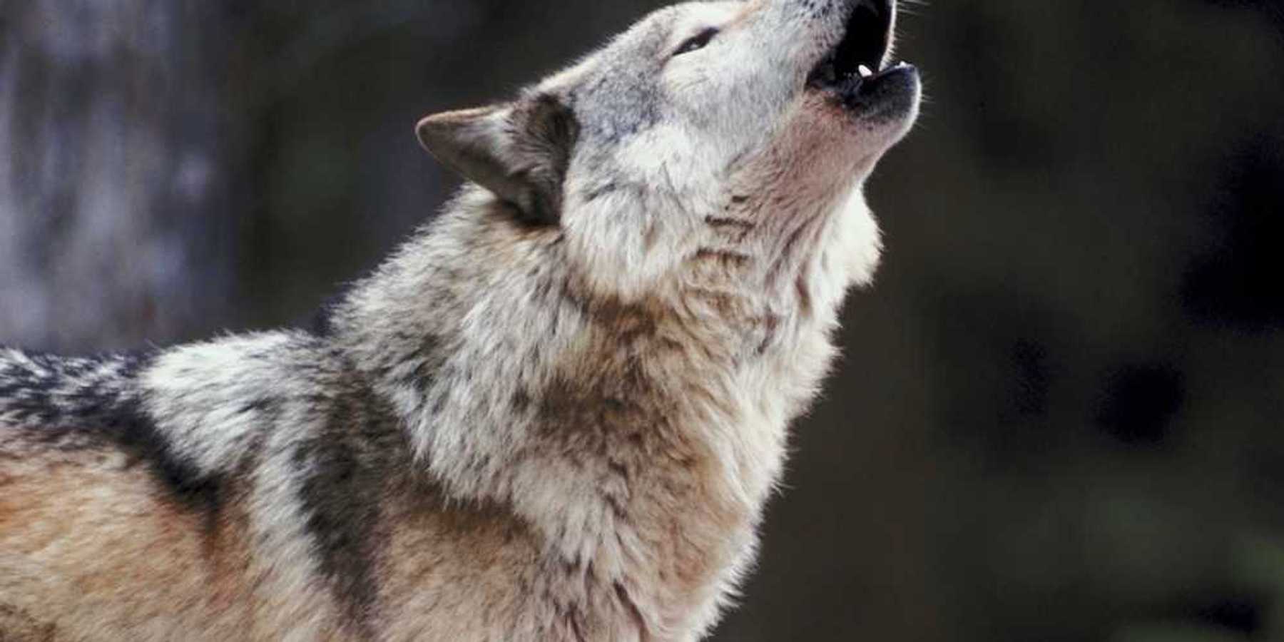 A grey wolf vocalizing