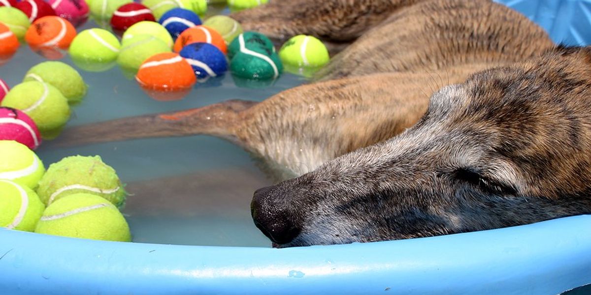 A greyhound dog resting in a small swimming pool filled with water and tennis balls.
