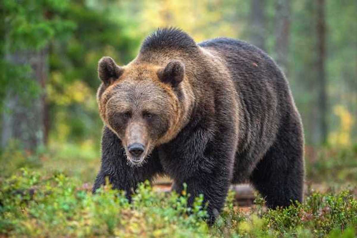 A grizzly bear in the forest