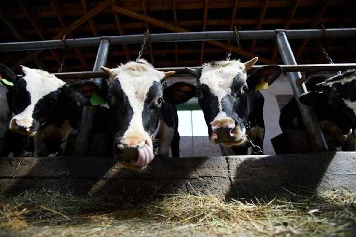 A group of black and white cows eating hay in a barn