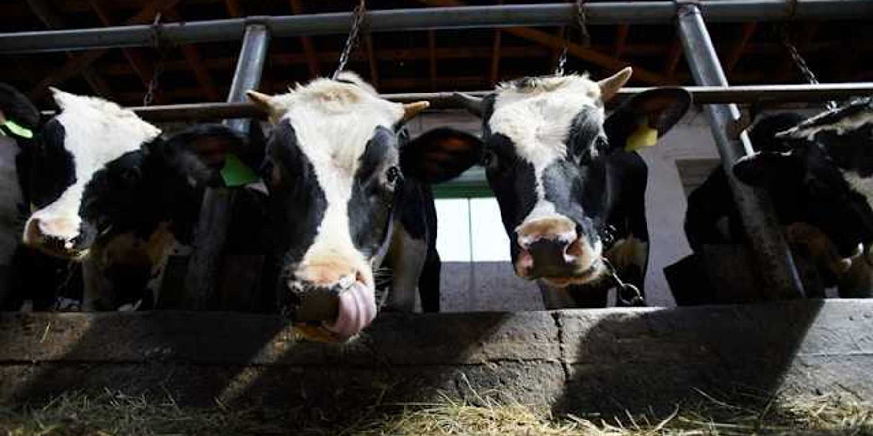 A group of black and white cows eating hay in a barn