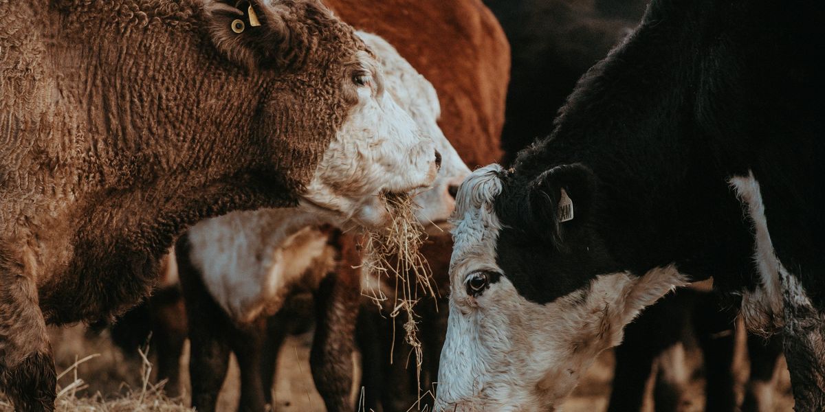 A group of brown, white, and black cows eating hay.