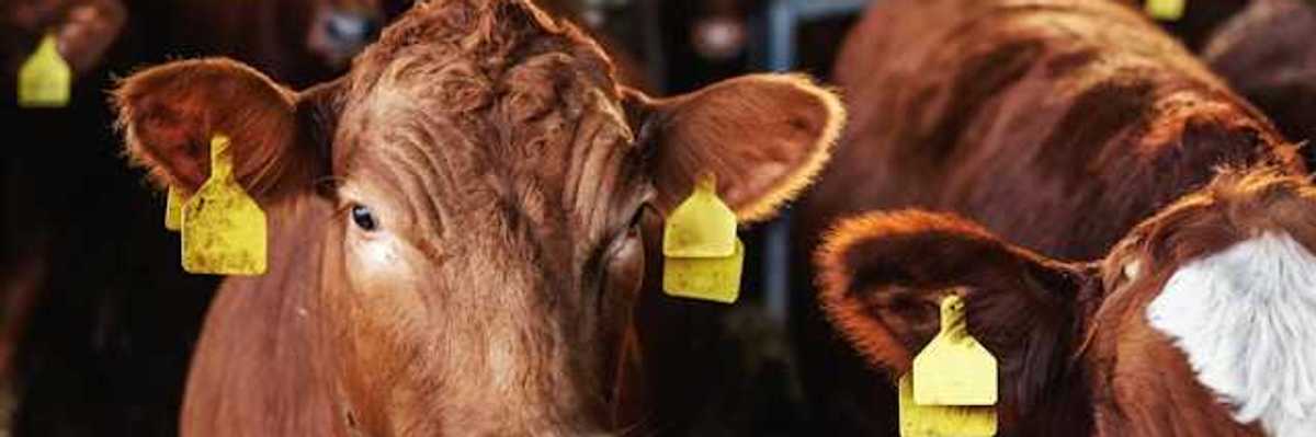 A group of cattle looking into the camera