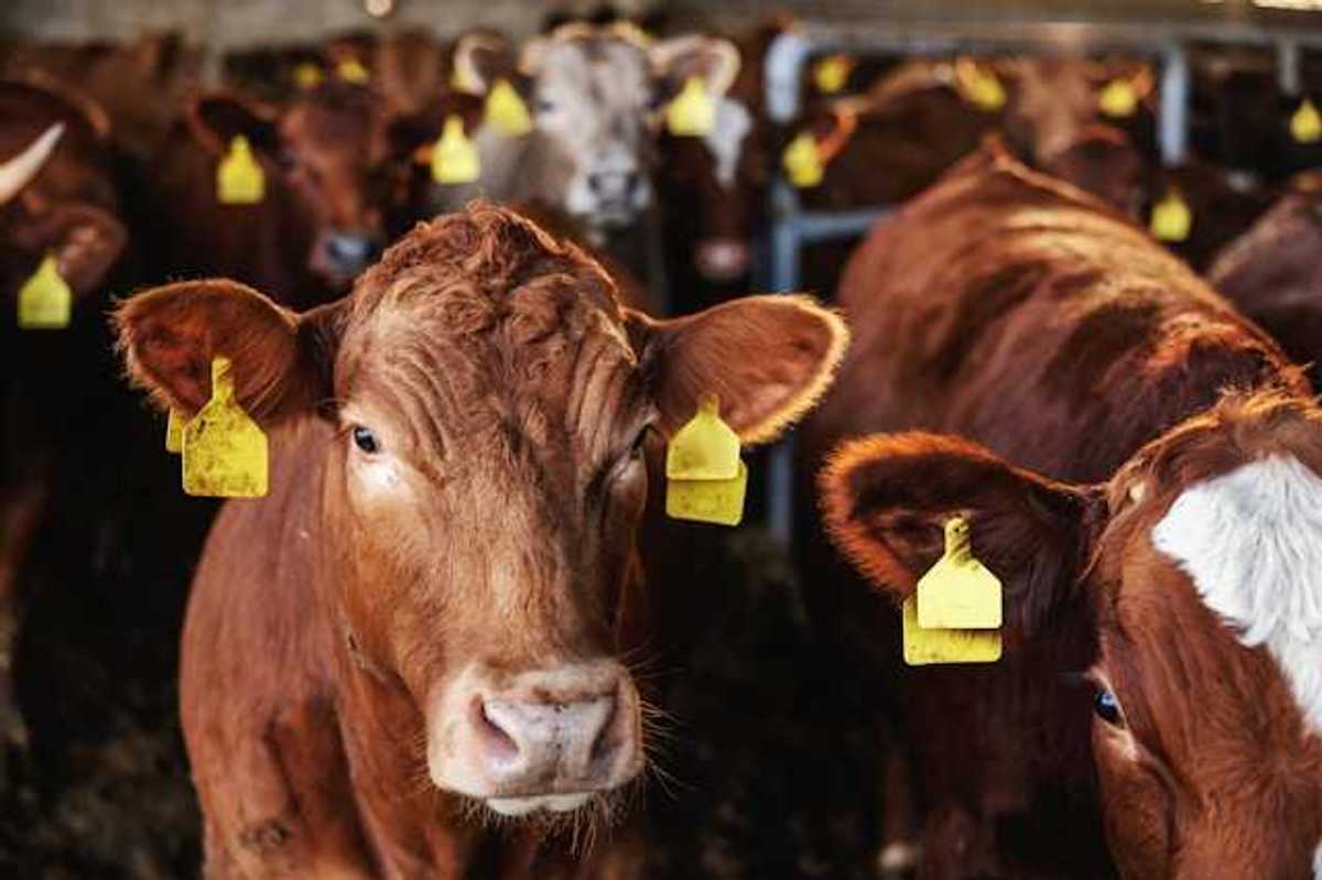 A group of cattle looking into the camera