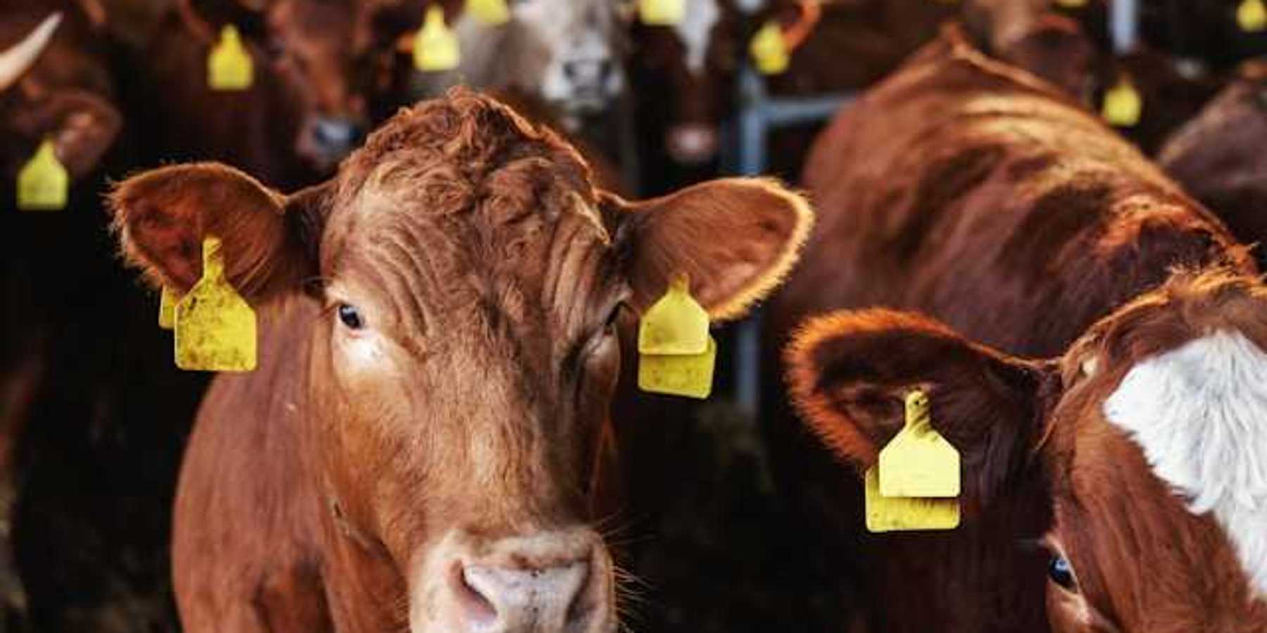 A group of cattle looking into the camera