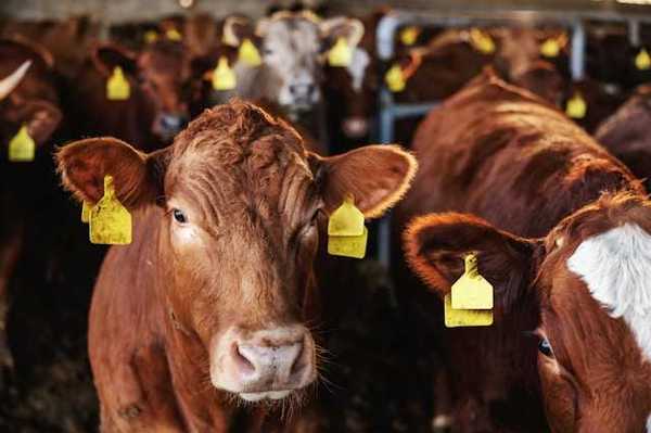 A group of cattle looking into the camera