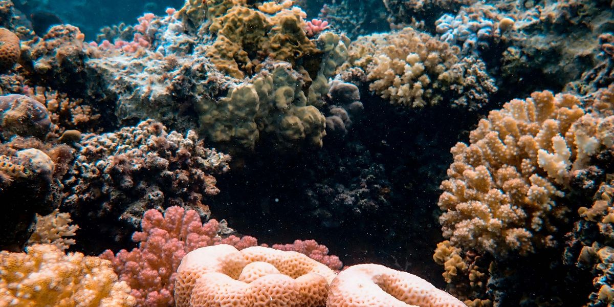 a group of corals on a coral reef