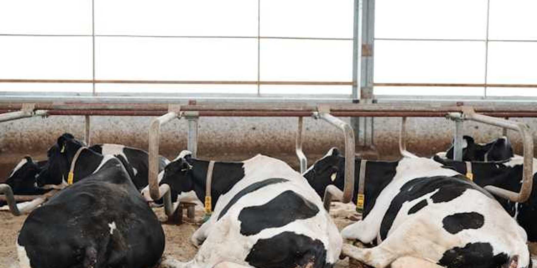 A group of dairy cows lying on the ground in a barn