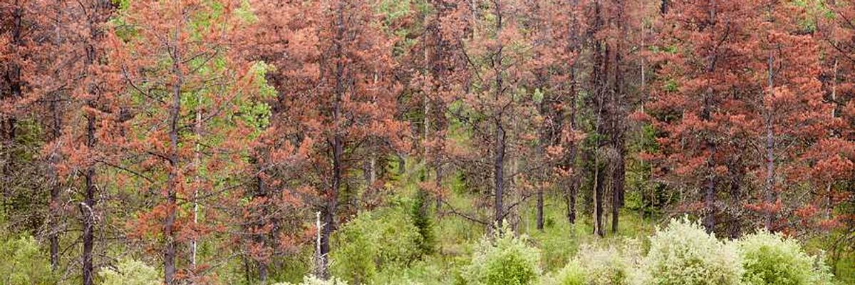 A group of dead trees in a forest