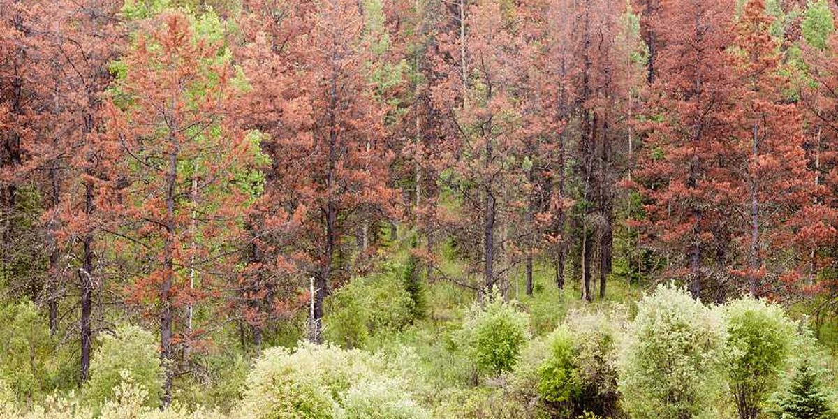 A group of dead trees in a forest