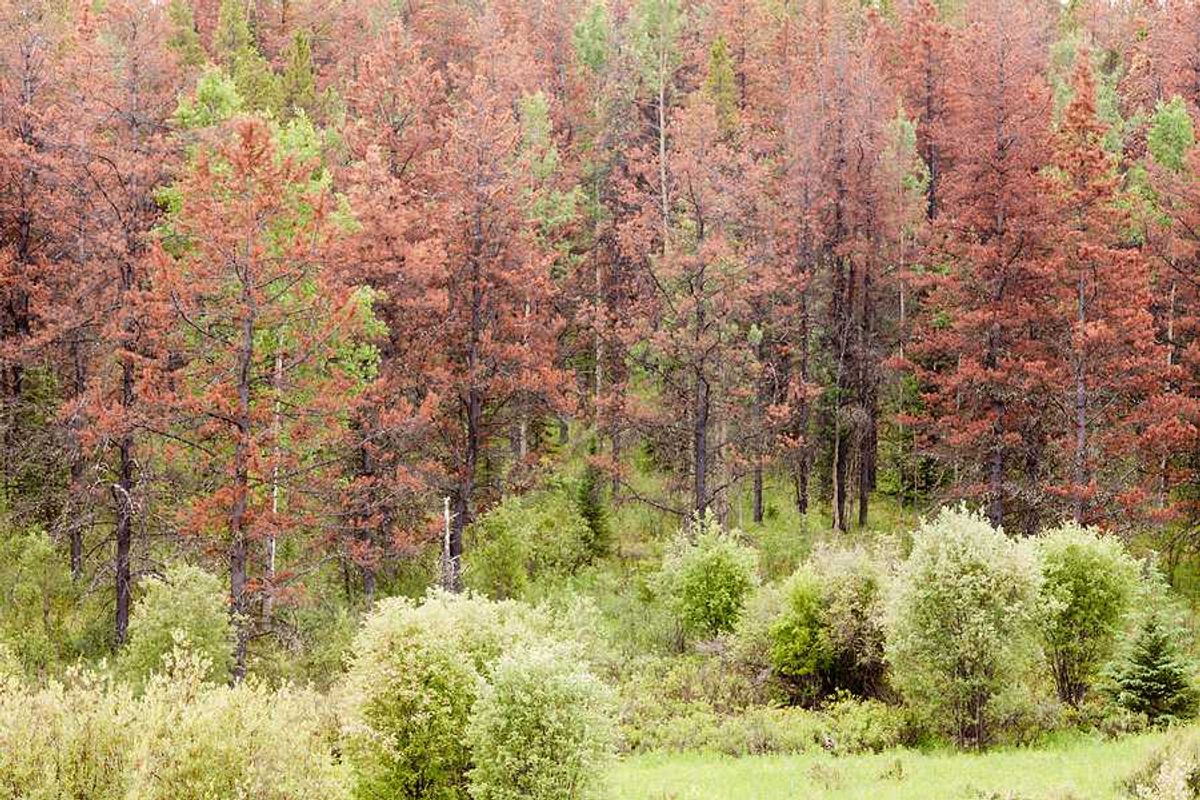 A group of dead trees in a forest